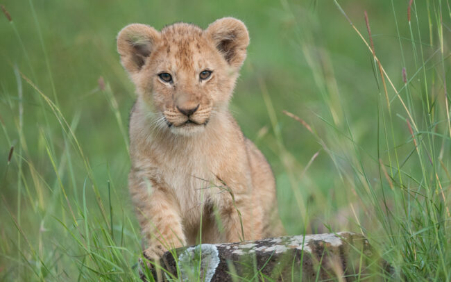 Lion Cub • Olare Orok Conservancy, Kenya