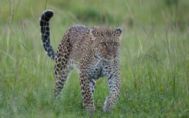 Leopard • Olare Orok Conservancy, Kenya