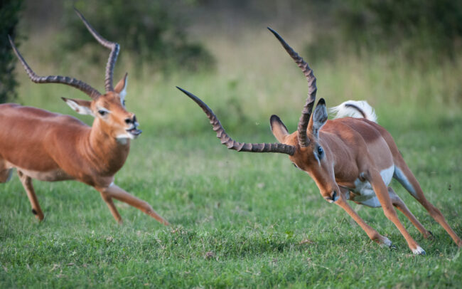 Impala • Ol Pajeta Conservancy, Laikipia, Kenya