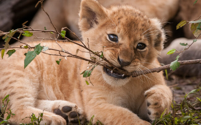 Lion Cub with Twig • Masai Mara, Kenya