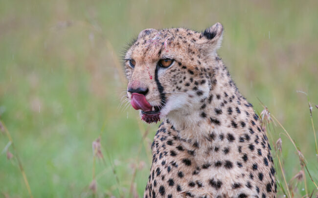 Cheetah Portrait • Ol Pajeta Conservancy, Laikipia, Kenya