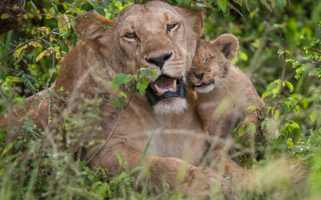 Mother Lion with Cub • Olare Orok Conservancy, Kenya
