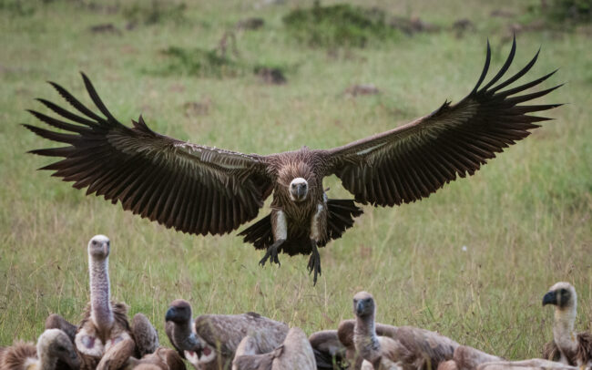 Vulture • Olare Orok Conservancy, Kenya