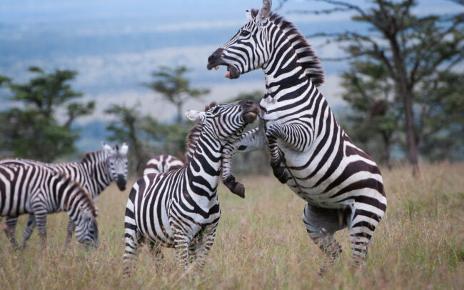 Plains Zebras • Laikipia, Kenya
