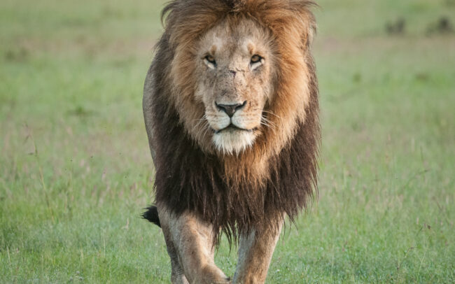 Lion • Masai Mara, Kenya
