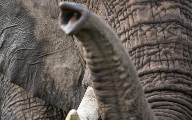 African Bush Elephant • Masai Mara, Kenya