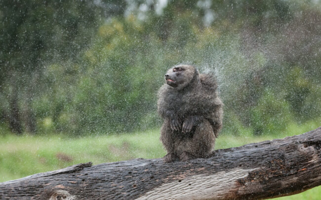 Olive Baboon • Laikipia, Kenya