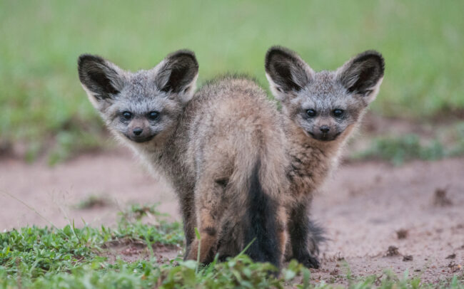 Bat Eared Fox Pups • Masai Mara, Kenya