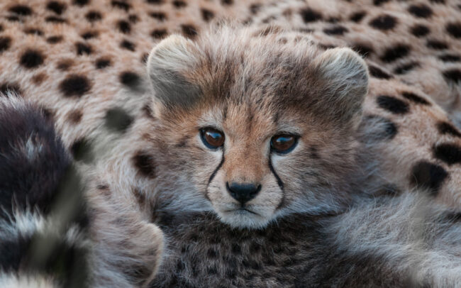Cheetah Cub • Masai Mara, Kenya