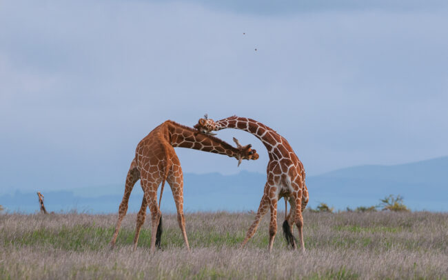 Reticulated Giraffes • Lewa Wildlife Conservancy, Kenya