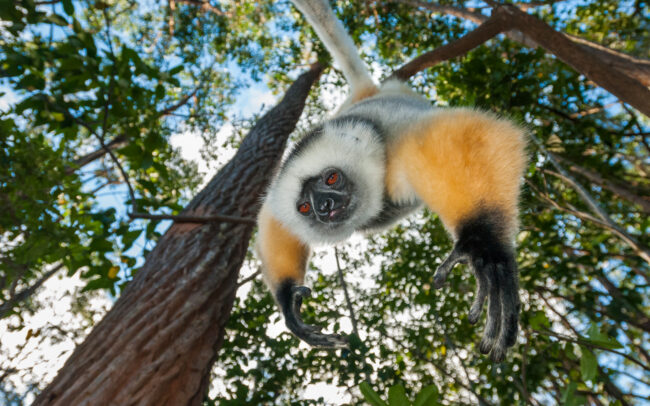 Diademed Sifaka • Perinet, Madagascar