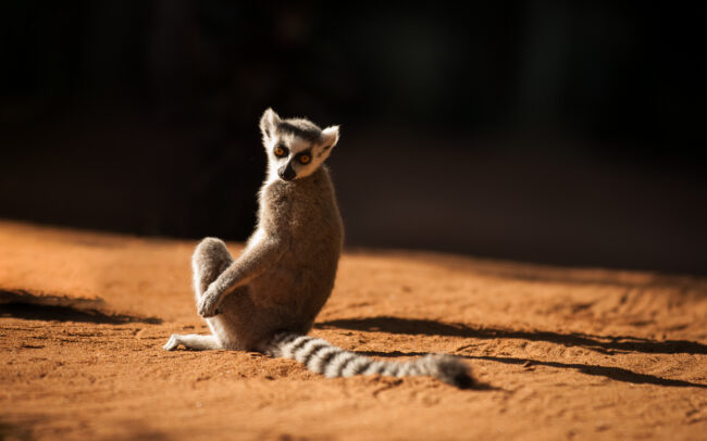 Ring Tailed Lemur • Berenty Reserve, Madagascar