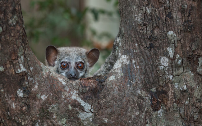 Milne Edwards' Sportive Lemur • Ankarafantsika National Park, Madagascar