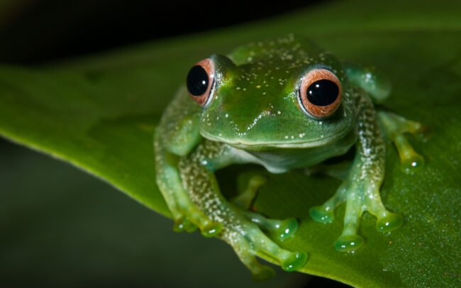 Elena's Treefrog • Perinet, Madagascar