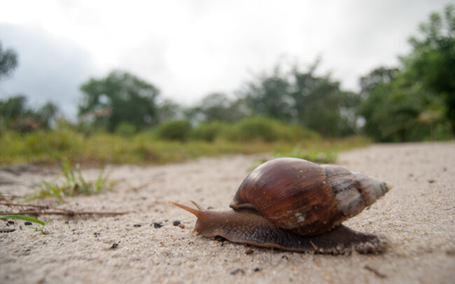 African Giant Snail • Maroantsetra, Madagascar