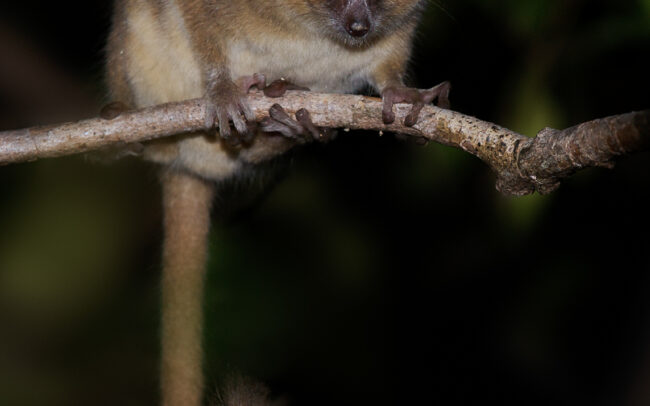 Golden Brown Mouse Lemur • Ankarafantsika National Park, Madagascar