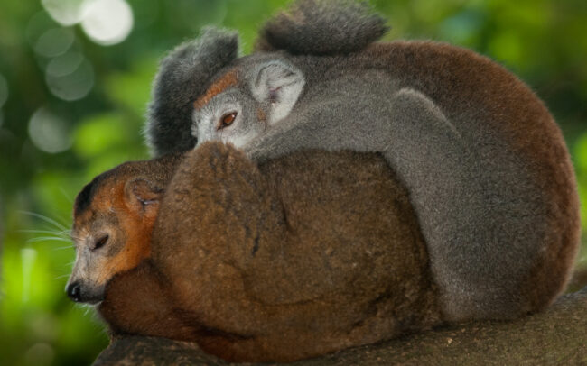 Crowned Lemur • Parc Ivoloina, Madagascar