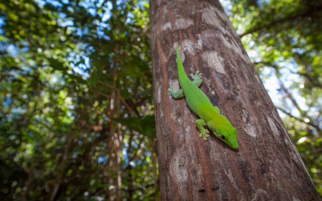 Day Gecko • Ankarafantsika National Park, Madagascar