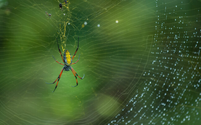 Golden Orb Spider • Ranomafana National Park, Madagascar