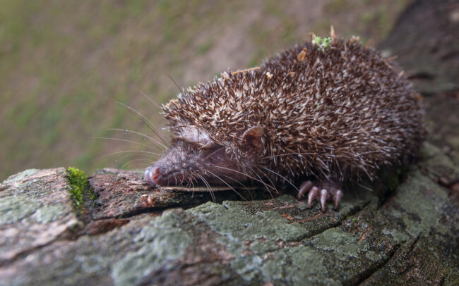 Greater Hedgehog Tenrec • Maroantsetra, Madagascar