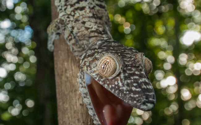 Leaf-Tailed Gecko • Nosy Mangabe, Madagascar