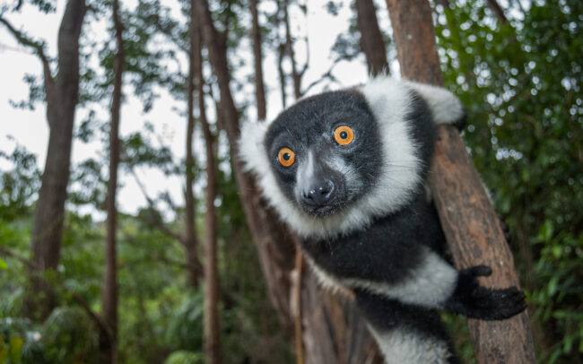 Black and White Ruffed Lemur • Perinet, Madagascar