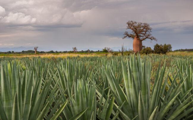 Sisal and Baobab • Southern Madagascar