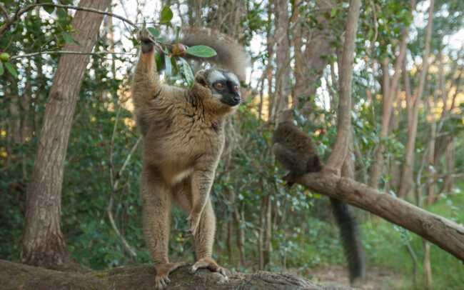 Red Fronted Brown Lemur • Perinet, Madagascar