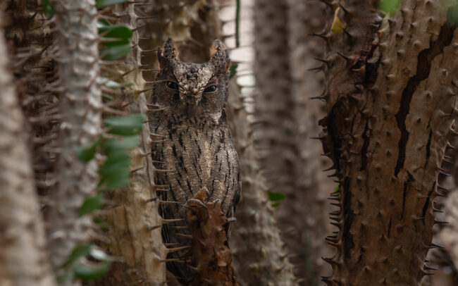 Scops Owl • Southern Madagascar