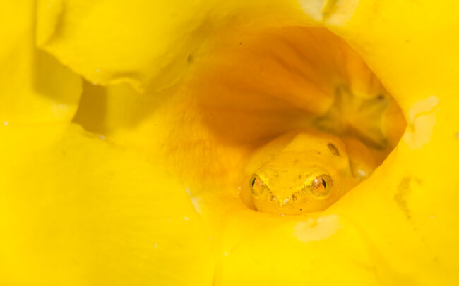 Madagascar Reed Frog in Pachypodium Flower • Maroantsetra, Madagascar