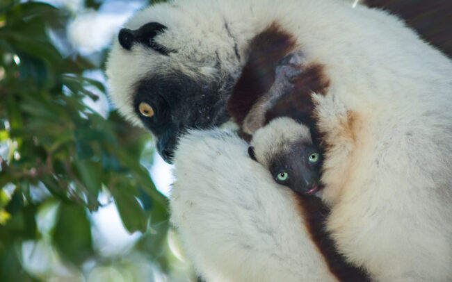 Coquerel's Sifaka • Ankarafantsika National Park, Madagascar