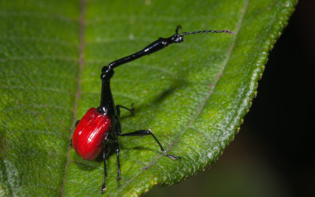 Male Giraffe Weevil • Andasibe-Mantadia National Park, Madagascar