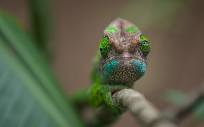 Parson's Chameleon • Pereyras Nature Farm, Madagascar