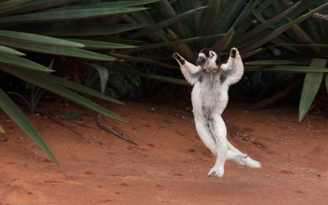 Verreauxs Sifaka • Berenty Reserve, Madagascar