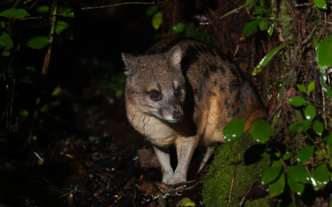 Fanaloka • Ranomafana National Park, Madagascar