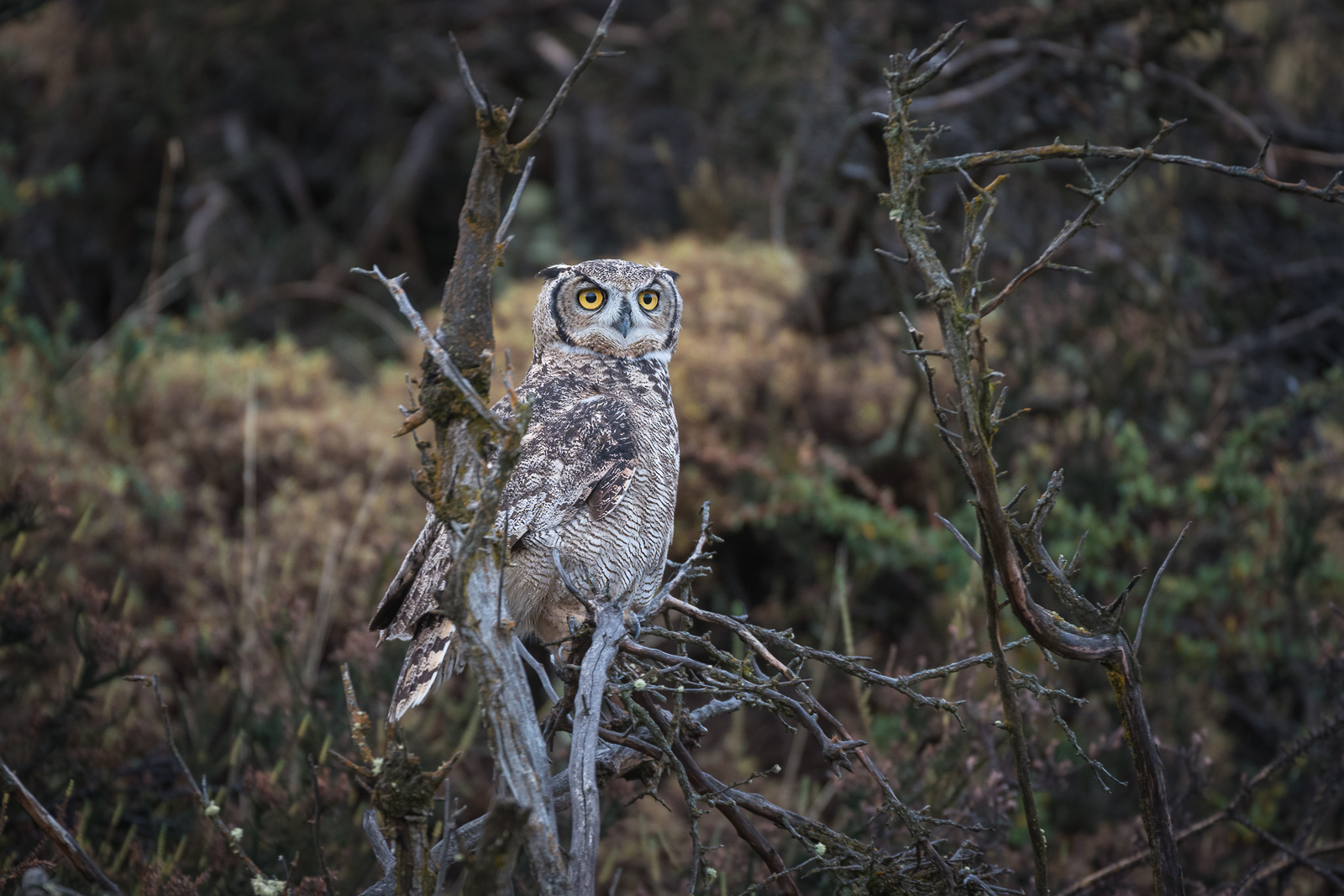 Magellanic Horned Owl, Torres Del Paine National Park, Chile