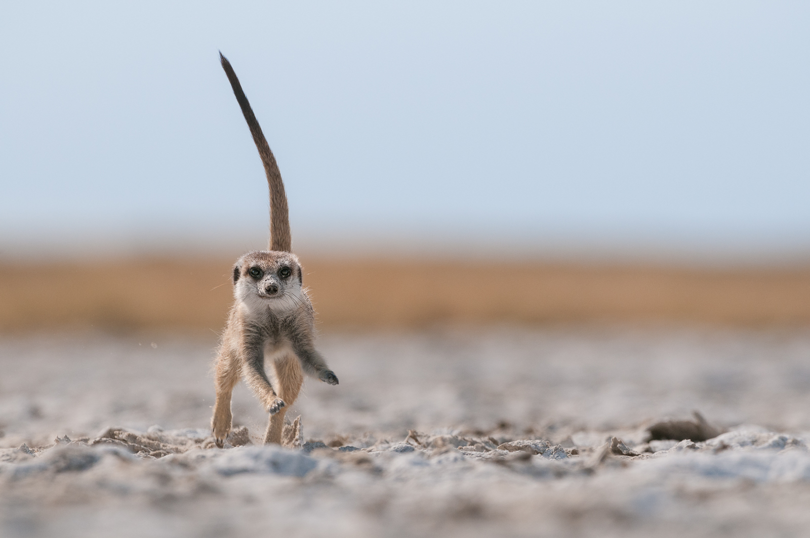 Meerkat on the Run, Makgadikgadi Pan, Botswana