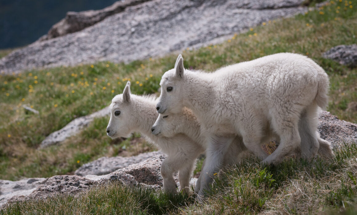 Mountain Goat Kids, Mount Evans, Colorado