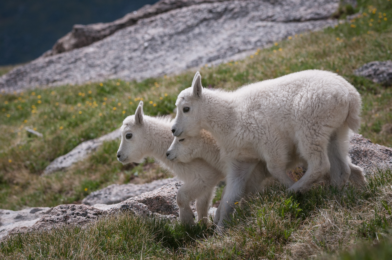 Mountain Goat Kids, Mount Evans, Colorado