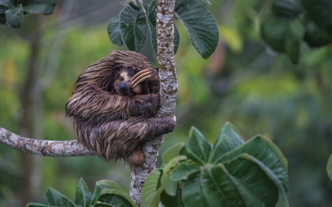 Three-Toed Sloth • Soberania National Park, Panama