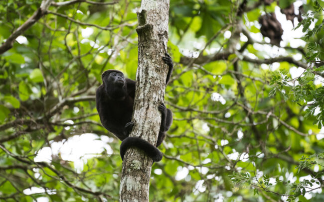 Mantled Howler Monkey • Soberania National Park, Panama