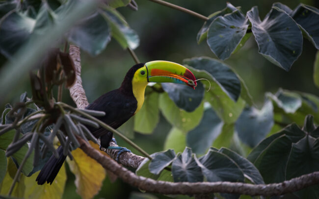 Keel Billed Toucan • Soberania National Park, Panama