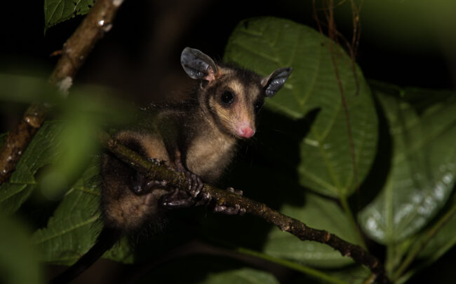 Four-Eyed Possum • Soberania National Park, Panama