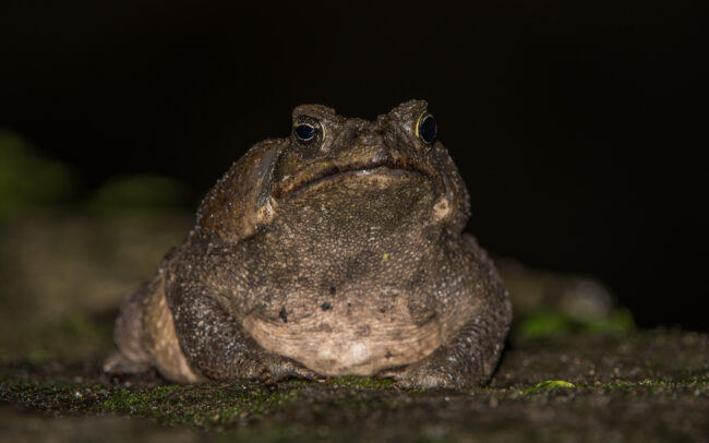 Marine Toad • El Valle, Panama