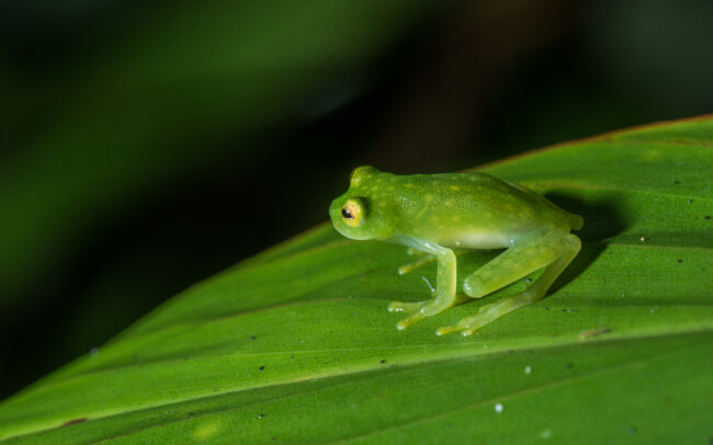 Fleischmann's Glass Frog • El Valle, Panama