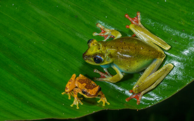 Canal Zone Tree Frog and Hourglass Tree Frog • El Valle, Panama