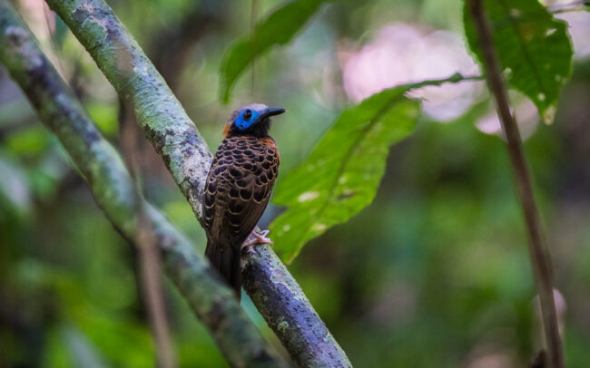 Oscillated Antbird • Soberania National Park, Panama