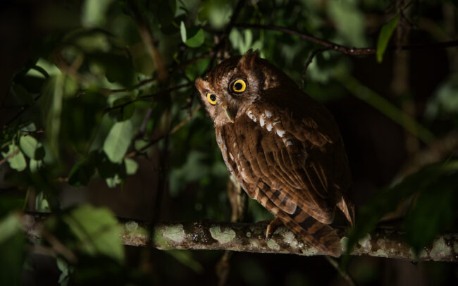Tropical Screech Owl • El Valle, Panama