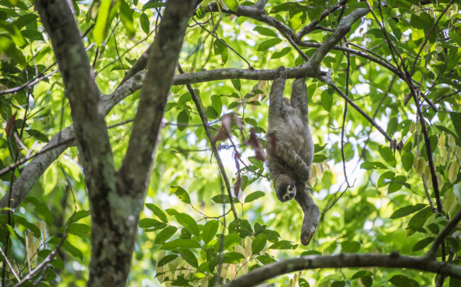 Three-Toed Sloth • Soberania National Park, Panama