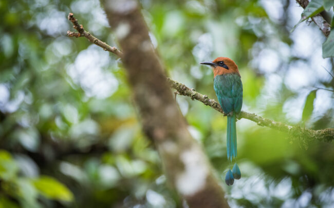 Broad Billed Motmot • El Valle, Panama